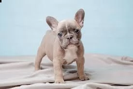bouledogue