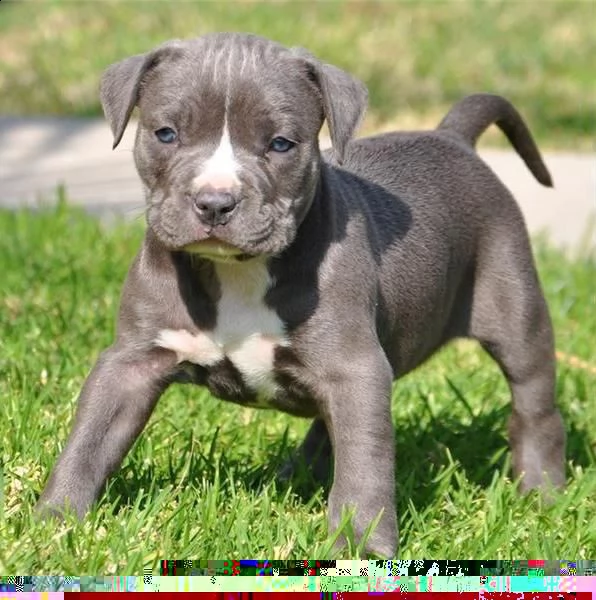 regalo cuccioli di pitbull 