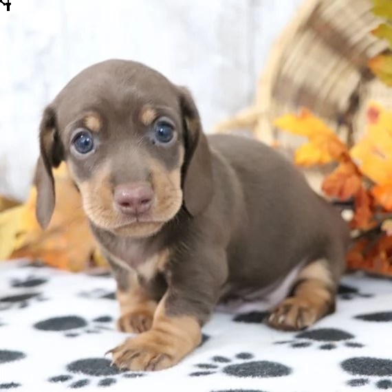 regalo adorabili cuccioli bassotto femminucce e maschietti 