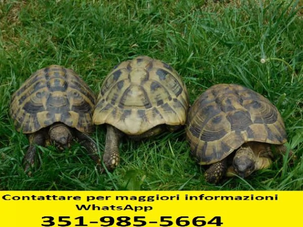 12 coppia di tartarughe di terra 