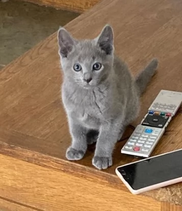 blue di russia gattini