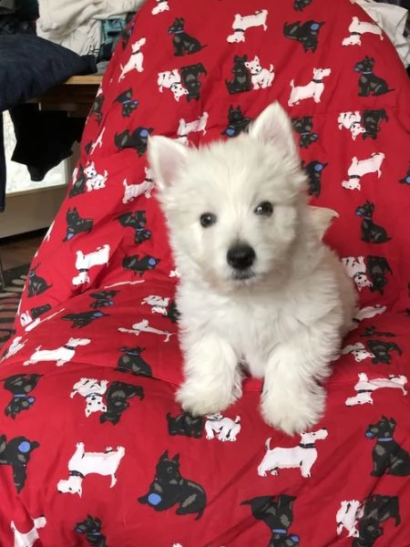 adorabili cuccioli  west highland terrier bianco  femminucce e maschietti disponibili