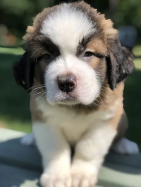 adorabili cuccioli  san bernardo  femminucce e maschietti disponibili 