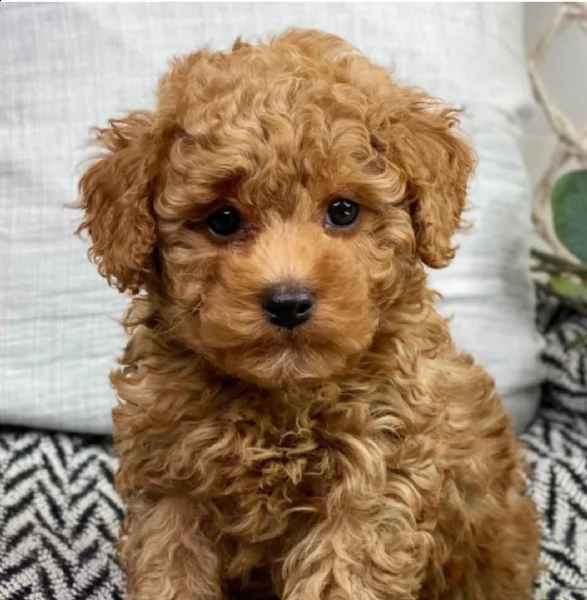 regalo abbiamo cuccioli di barboncino