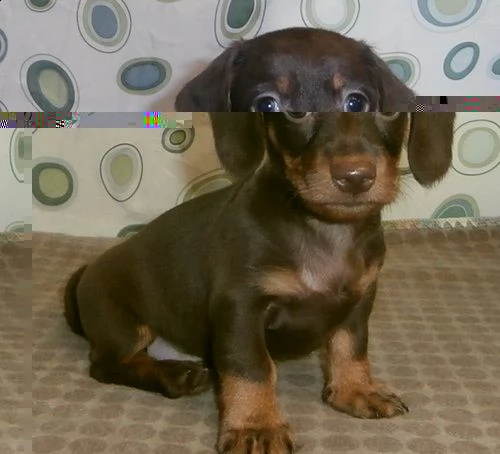 regalo adorabili cuccioli bassotto femminucce e maschietti 