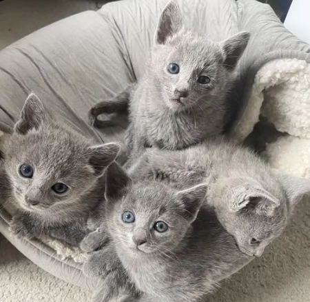 blue di russia molto giocherelloni