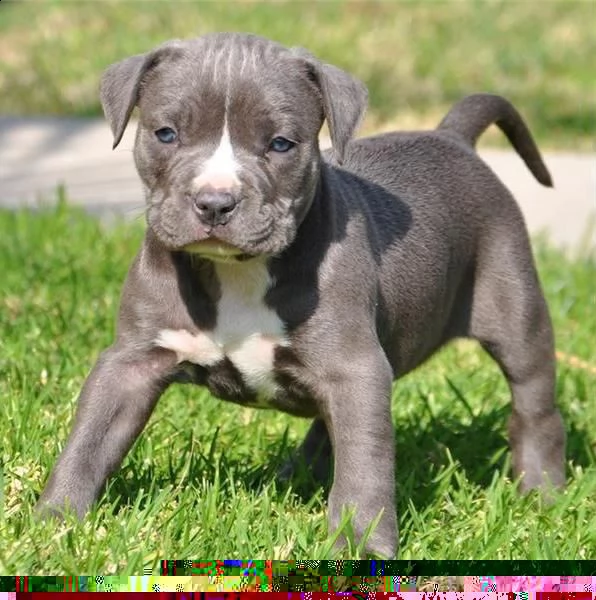 regalo cuccioli di pitbull 