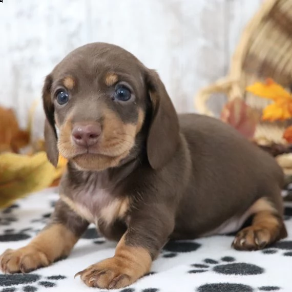 regalo adorabili cuccioli bassotto femminucce e maschietti 