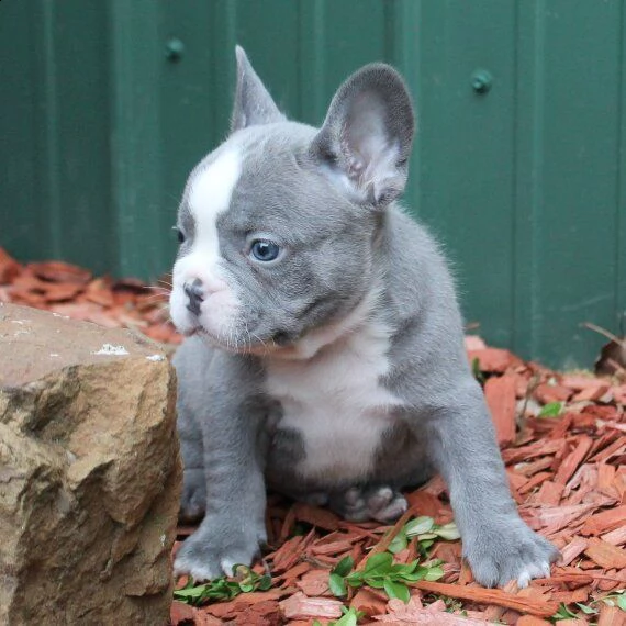 regalo cuccioli di cane a bulldog francese