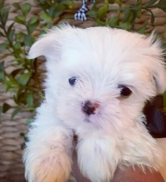 regalo  maltese mini toy | Foto 0