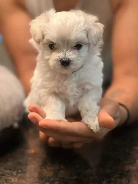 regalo  maltese mini toy | Foto 0