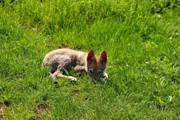cuccioli di cane lupo cecoslovacco disponibili  | Foto 0