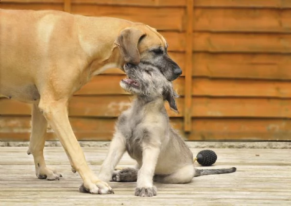disponibili cuccioli levriero irlandese | Foto 0