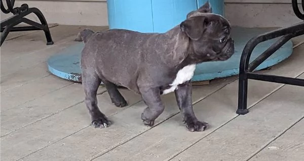cuccioli di bulldog francese blu merle torba nero tigrato con pedigree cercano casa*