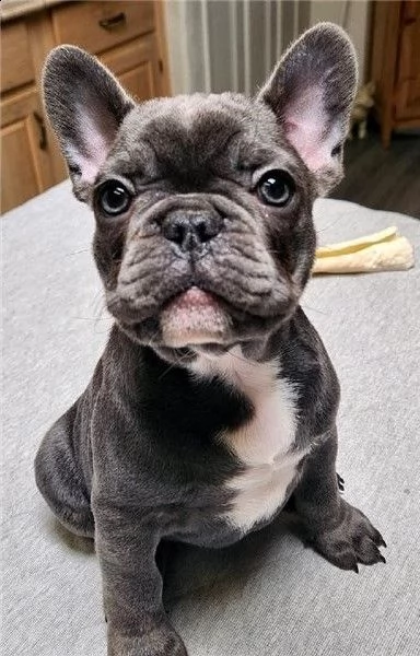 cuccioli di bulldog francese blu merle torba nero tigrato con pedigree cercano casa* | Foto 5