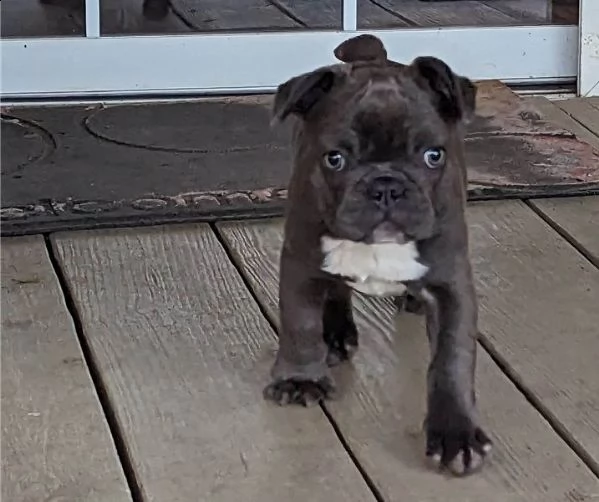 cuccioli di bulldog francese blu merle torba nero tigrato con pedigree cercano casa* | Foto 0