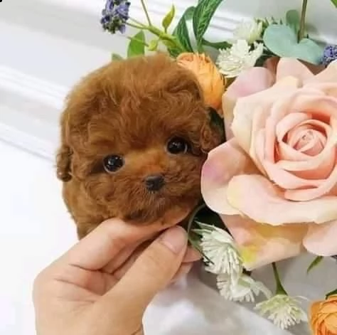 2regalo barboncino[at] | Foto 0