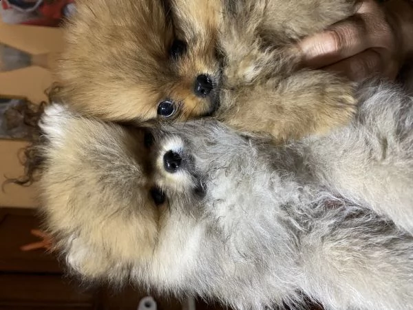 vendo 2 bellissimi cuccioli di volpino di pomerania  | Foto 0
