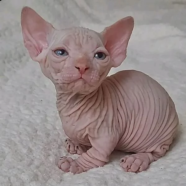 sphynx | Foto 0