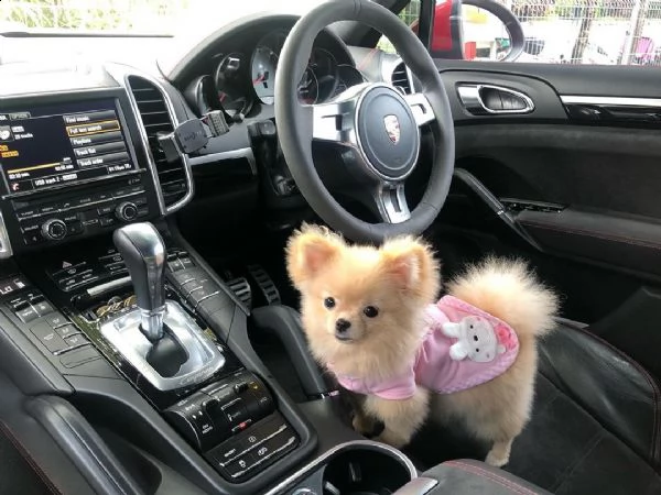 regalo   vlpino pomeranian  toy  | Foto 1