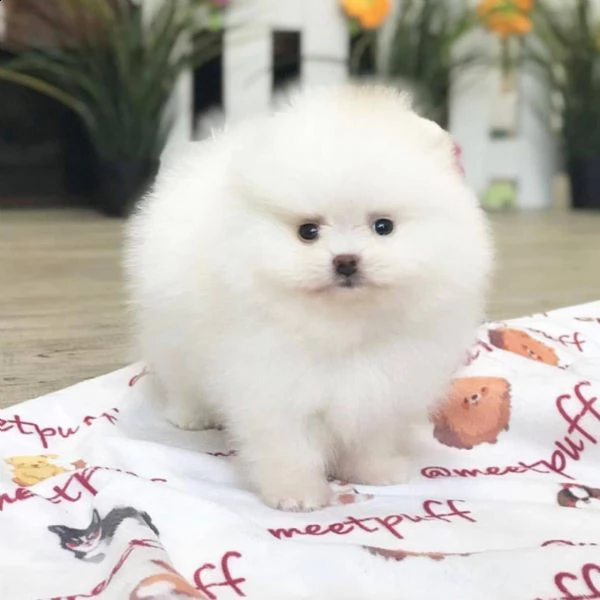 regalo   vlpino pomeranian  toy  | Foto 0