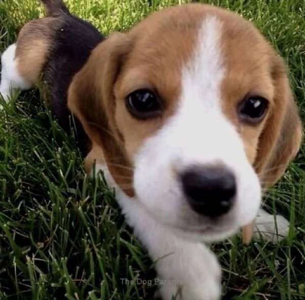 regalo beagle disponibili 