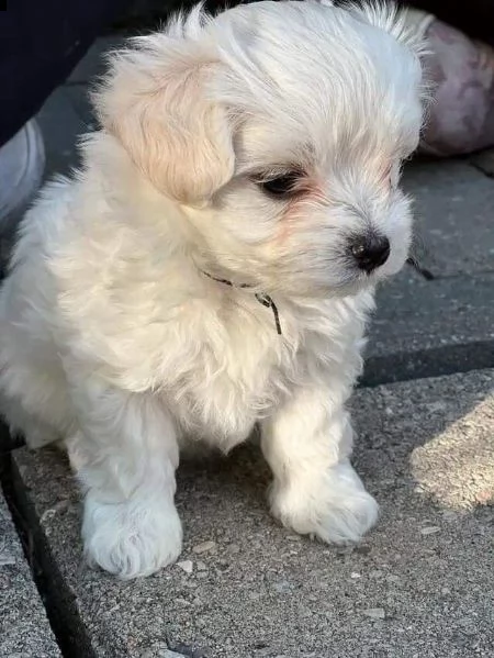 regalo  maltese mini toy | Foto 0