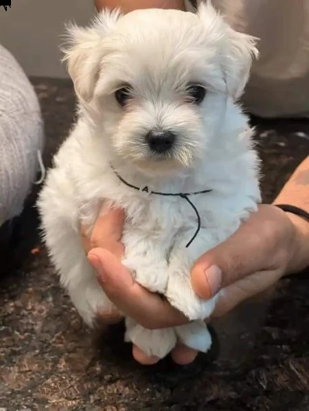 regalo  maltese mini toy