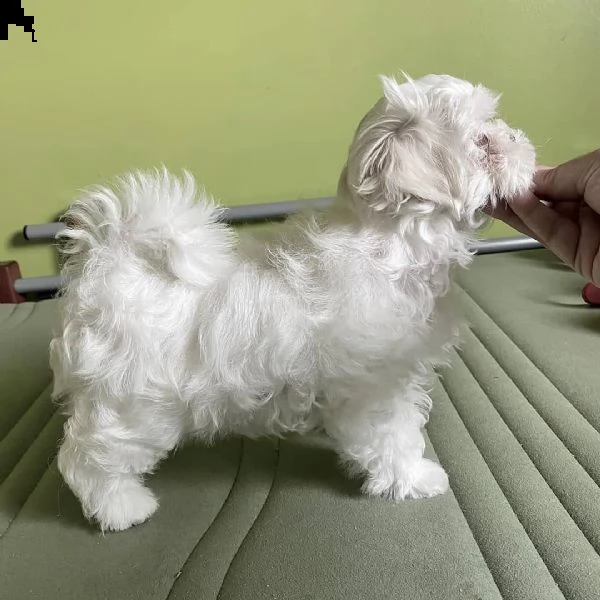 regalo  maltese mini toy_