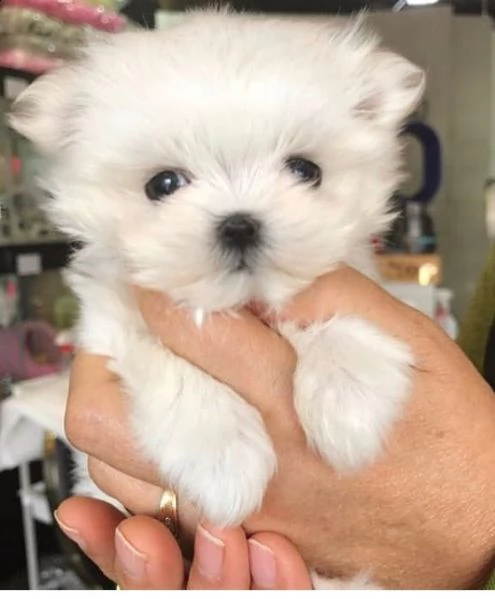 regalo  maltese mini toy | Foto 0