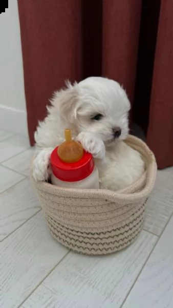 regalo  maltese mini toy[at] | Foto 0