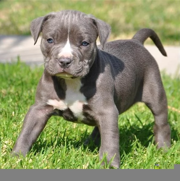 regalo cuccioli di pitbull 