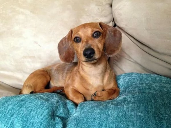 cuccioli di bassotto 