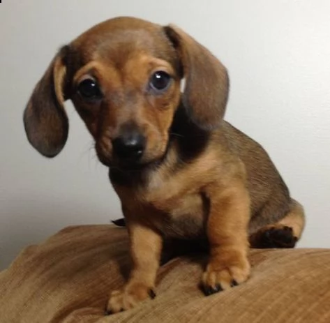 cuccioli di bassotto  | Foto 0