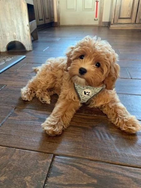 disponibili cucciolate di barboncino 
