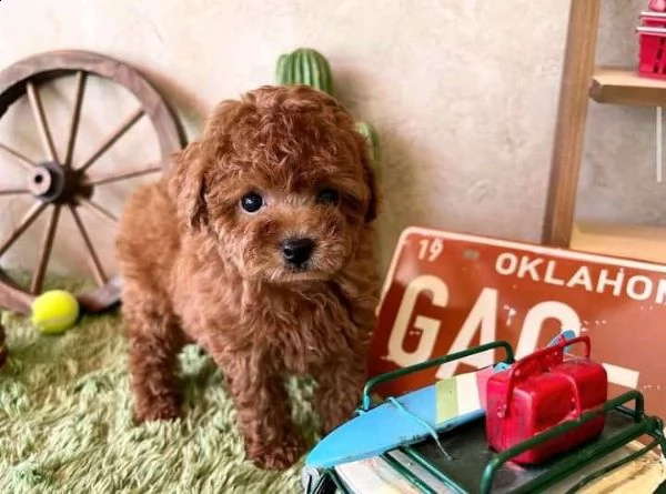 due cuccioli di barboncina toy !!