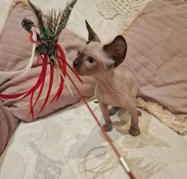 gattino maschio sphynx choco pedigree anfi aperto  | Foto 0