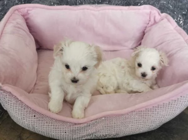 maltese toy | Foto 4