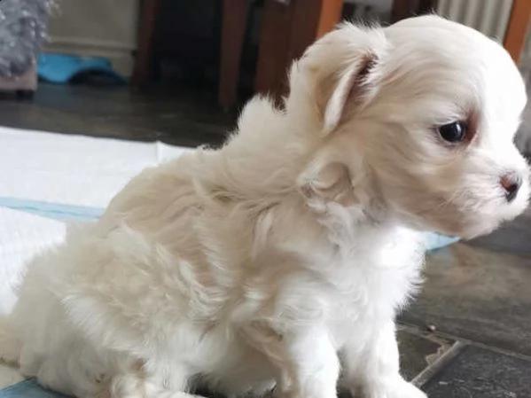 maltese toy | Foto 3