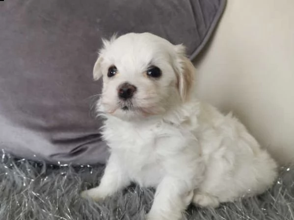 maltese toy