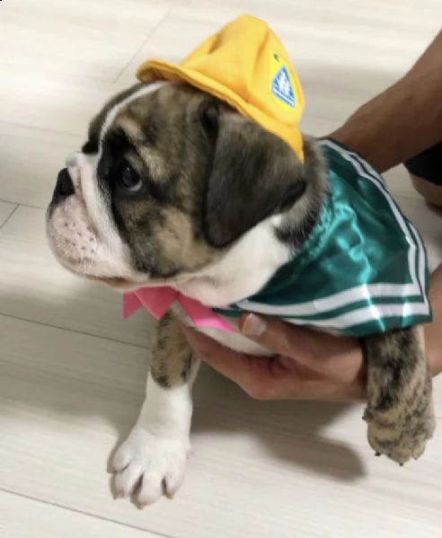 adorable female bulldog pup | Foto 3