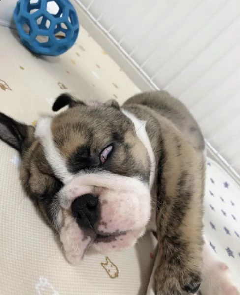adorable female bulldog pup | Foto 1