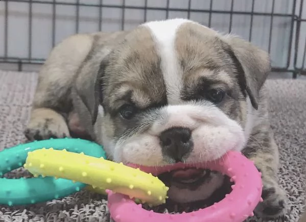 adorable female bulldog pup | Foto 0