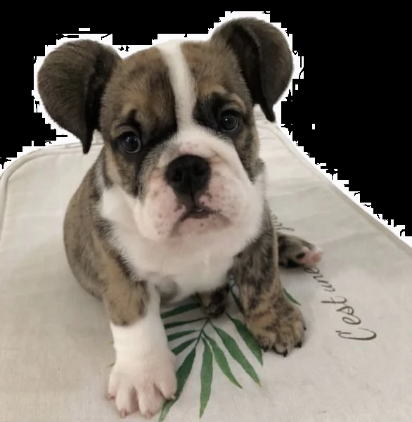 adorable female bulldog pup