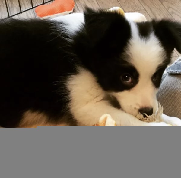 intelligent border collie pup