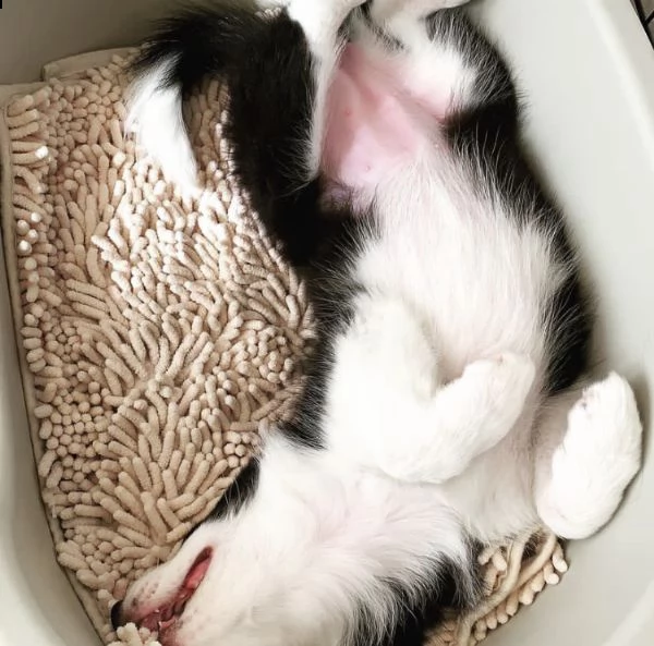 intelligent border collie pup | Foto 3