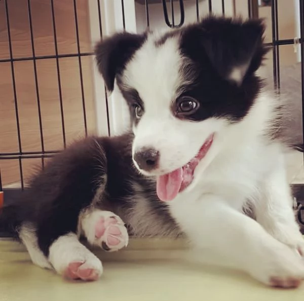 intelligent border collie pup | Foto 0