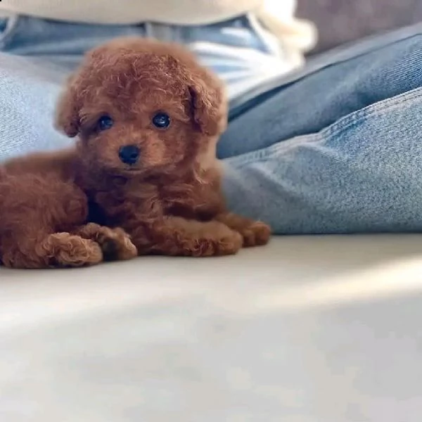 2regalo barboncino | Foto 0