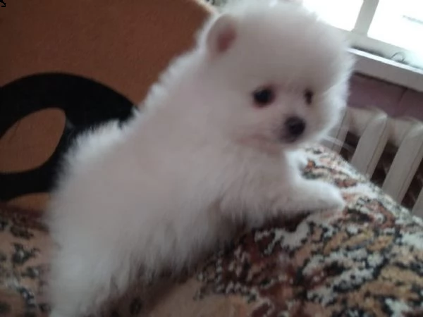cuccioli pomerania bianchi  | Foto 0