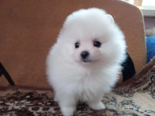 cuccioli pomerania bianchi 